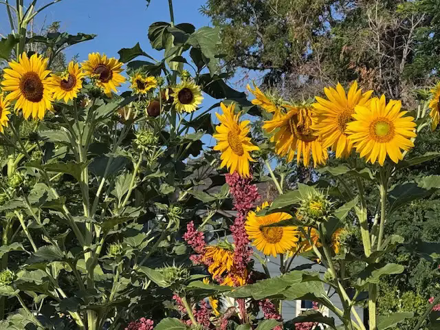 Sunflowers